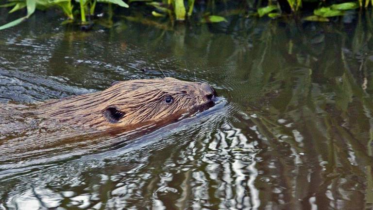 Een bever in zijn natuurlijke omgeving (foto: Martijn Aalbers / Gevoelige Platen) 