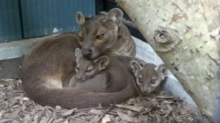 Moeder met de kleintjes (foto: Zooparc Overloon).