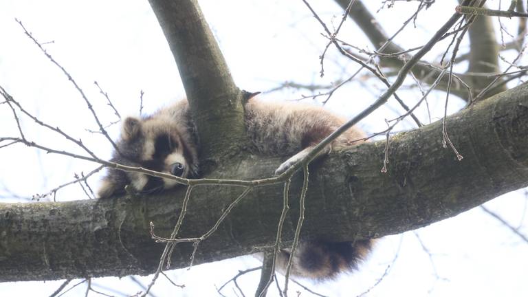 De wasbeer in de boom in Vught (foto: Bart Meesters).