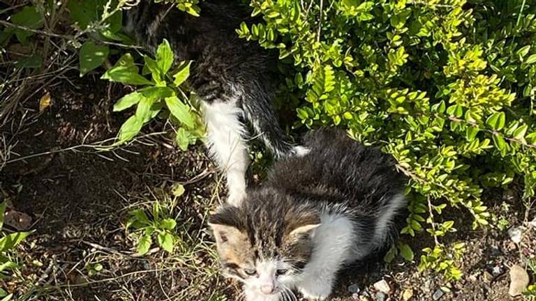 Kitten naast haar overleden moeder (foto: Dierenbescherming).