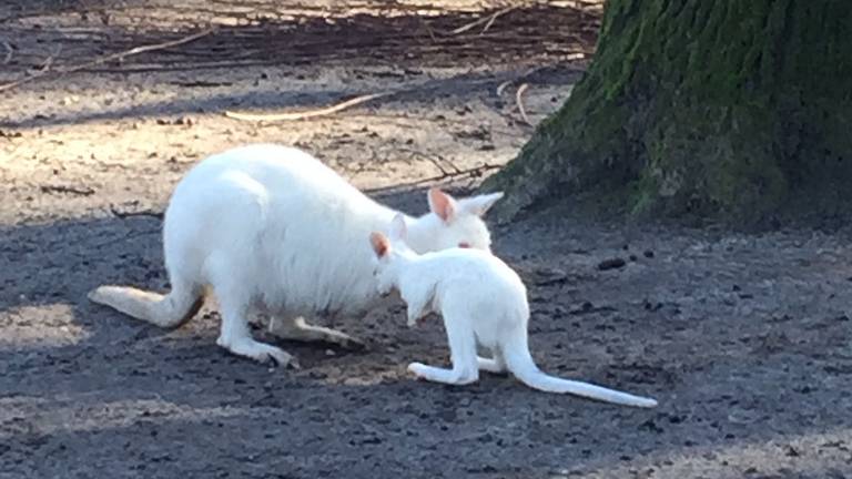 Wallaby die in het water viel mag na warme kruiken weer naar zijn moeder