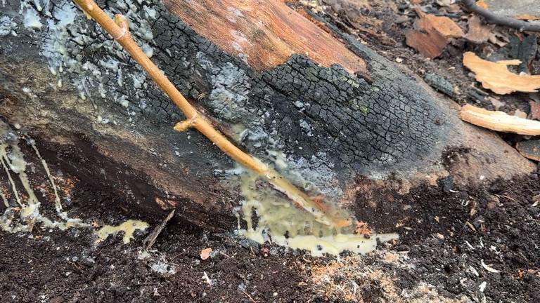 Een met de hand aangebrachte scheut aan de voet van de verbrande boom (foto: Rogier van Son).