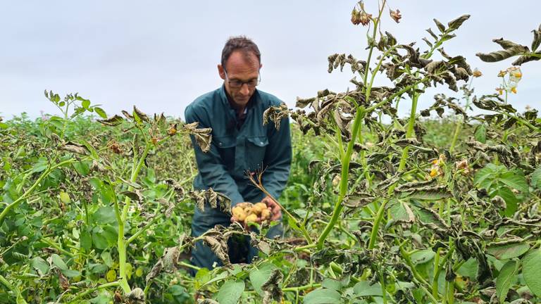 Aardappels ziek door schimmel 