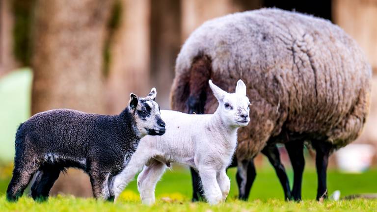 Het is officieel lente: zo zag de eerste dag eruit