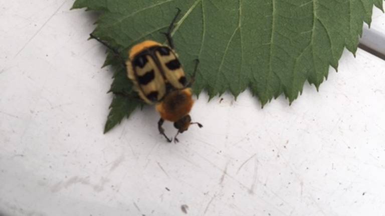 Een wollige kever met de mooie naam penseelkever (foto: Geri van Loon).