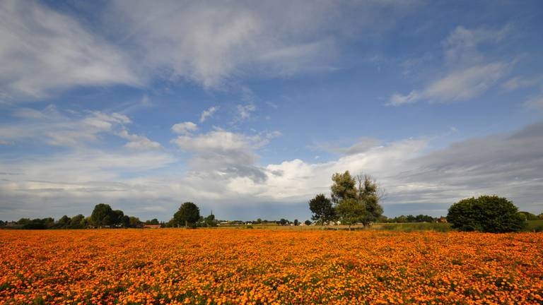 Het wordt mooi herfstweer (foto: Ben Saanen).