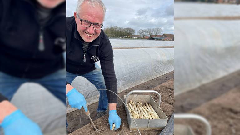 Brabantse primeur: Eerste asperges van het jaar zijn gestoken