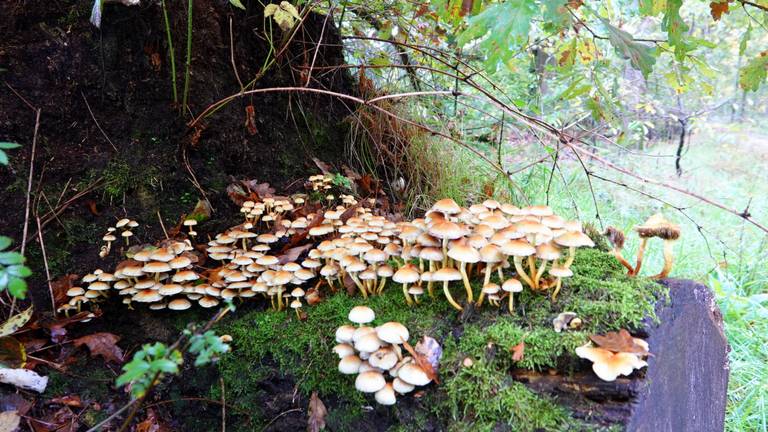 Ineens is het herfst, en dat levert mooie plaatjes op