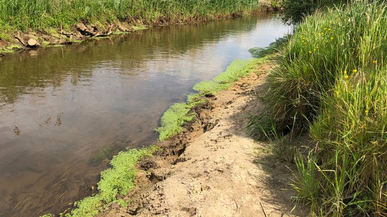 De oever van De Dommel (foto: Imke van de Laar).