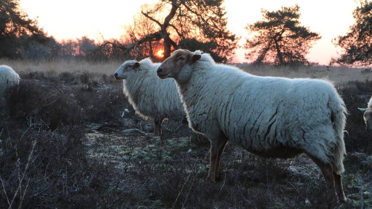 Enkele schapen van Hans van Lieshout (foto: Hans van Lieshout).