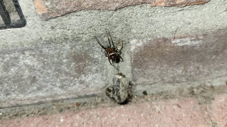 De grote steatoda (foto: Veerle Snijders).