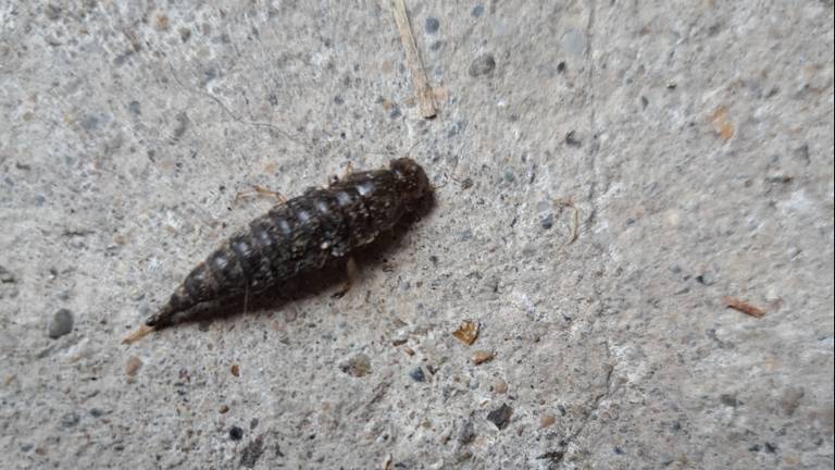 De larve van een waterkever (foto: Anja Vermeer).