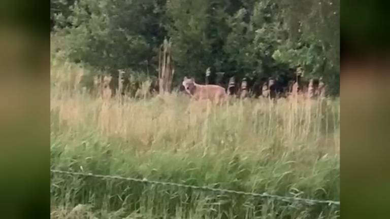 Wolf gespot in de buurt bij Haarsteeg 