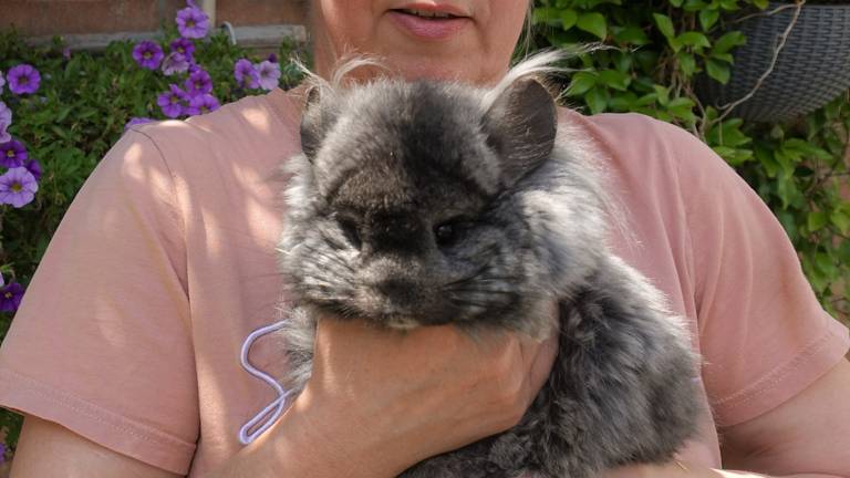 Een van de chinchilla's van Nancy. Foto: Nancy Borghouts.