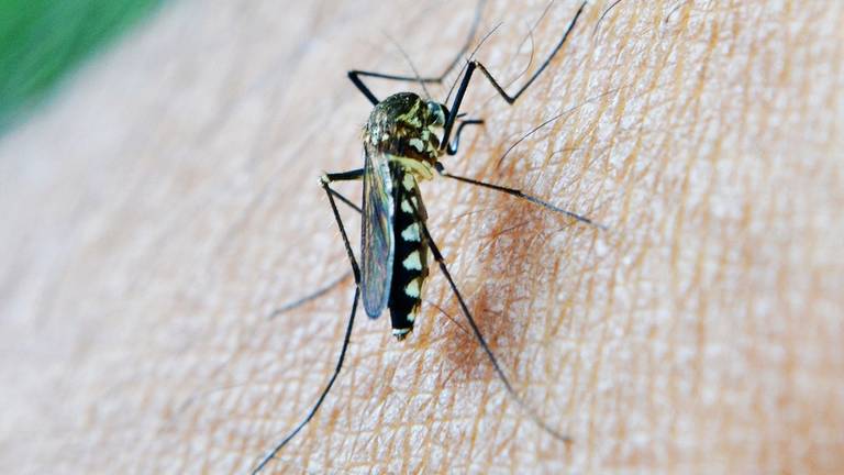 De muggen komen deze maand uit hun winterslaap.