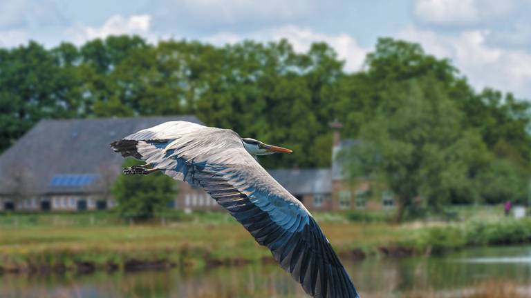 'Langbek de Reiger' in volle vlucht boven het Markdal. (foto: Paul Ranft)