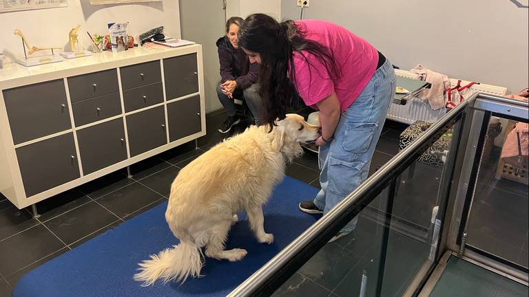 Golden retriever Floor volgt een streng dieet en moet meer bewegen (foto: Carlijn Kösters).