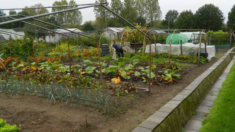 Foto: Volkstuinvereniging Aanschot.