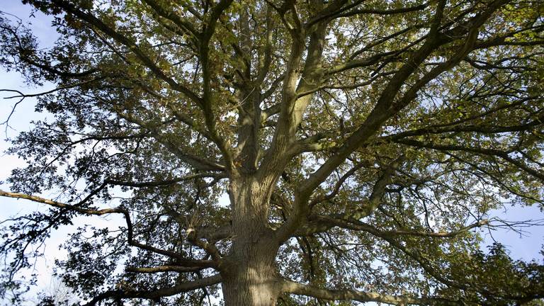 Eik in Den Hout is 500 jaar ouder dan gedacht en misschien zelfs de oudste