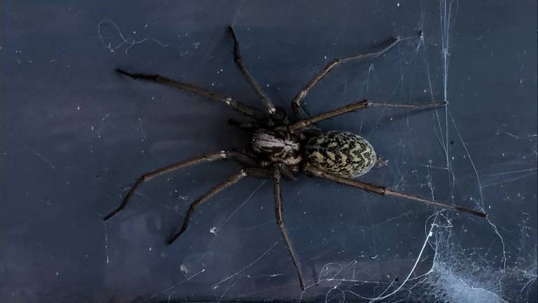 Sandra schrok zich een hoedje van deze spin, Frans weet wat ze zag