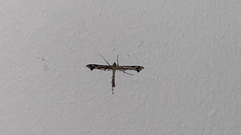 Een vreemd insect met vampierachtige vleugels, de scherphoekvedermot (foto: Floris Kimman).