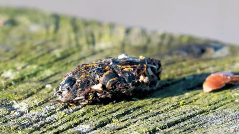 Een braakbal, waarschijnlijk van een kraai (foto: Tonny Raymaekers).