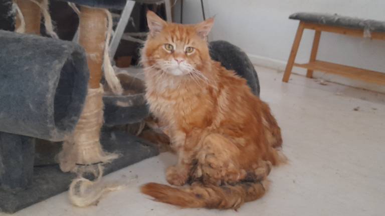 Verwaarloosde kat in Cranendonck (foto: Landelijke Inspectiedienst Dierenbescherming).