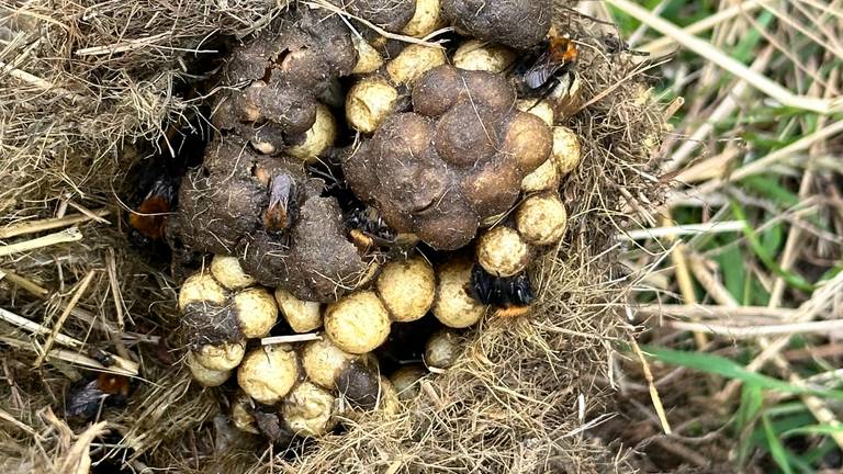 Een hommelnest in een pak hooi (foto: Dick de Waal).