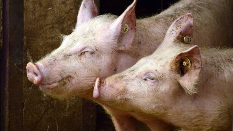 Van de Wouw in Heukelom kan uitbreiden naar 18.000 varkens