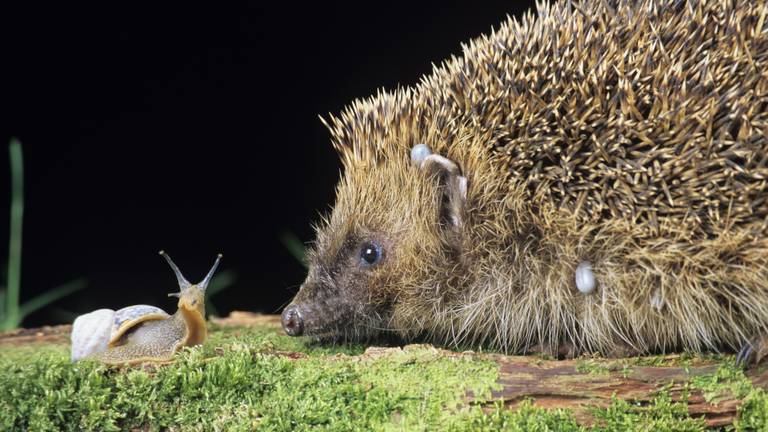 Snuffelen wel, maar eten? Vergeet het maar (Foto: ANP). 