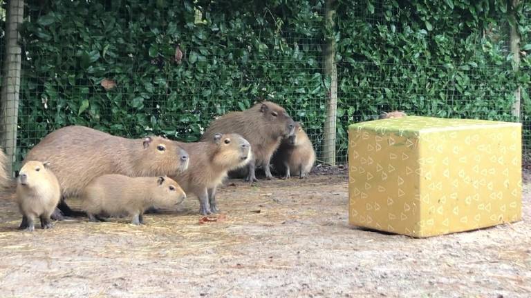 De capibara's weten niet wat ze meemaken.