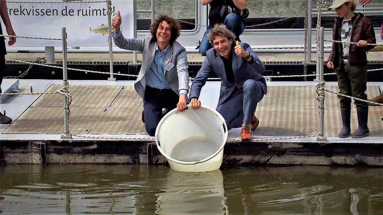 Steuren worden uitgezet in de Biesbosch.