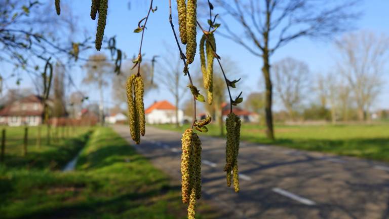 Boompollen in het voorjaar Foto: Ben Saanen 