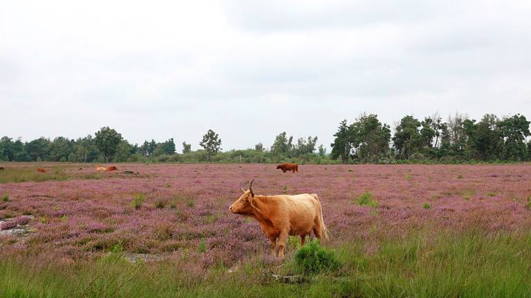 Omroep Brabant