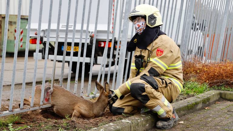 De brandweerman met het gevangen ree (foto: Saski Kusters / SQ Vision).