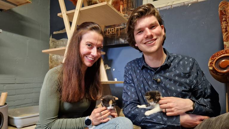 De dierenopvang in Breda zoekt pleeggezinnen voor katjes