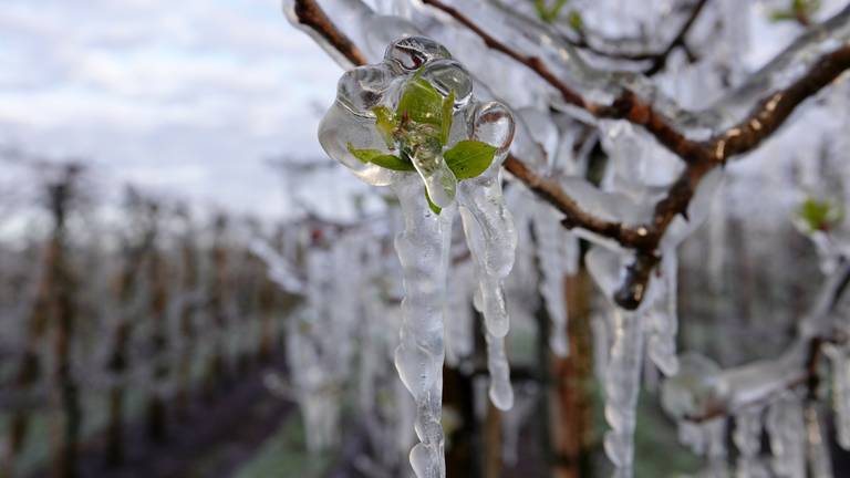 Fruittelers moesten zaterdagnacht hun fruitbomen beregenen om zo vorstschade aan de jonge knoppen te voorkomen (foto: Ben Saanen).