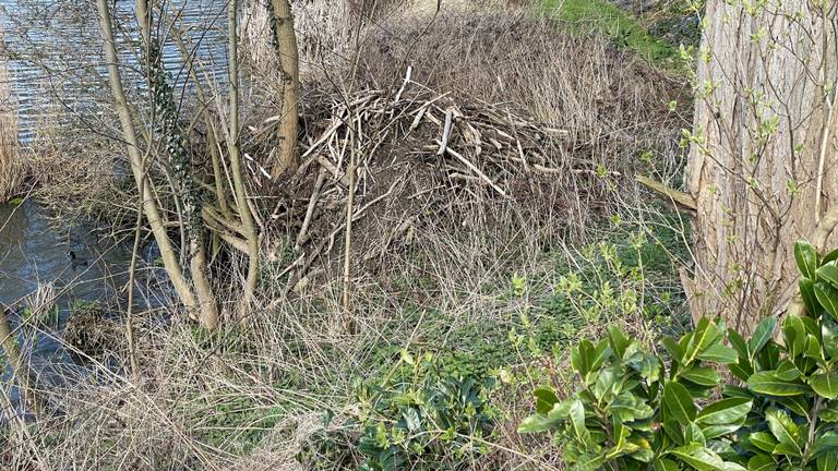 Deze beverburcht zorgt al vijf jaar voor veel ellende in Boxmeer (foto: Jos Verkuijlen)