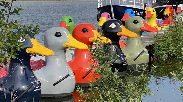 Het aantal badeenden op de Bossche wateren verviervoudigd (foto: Jan Peels)