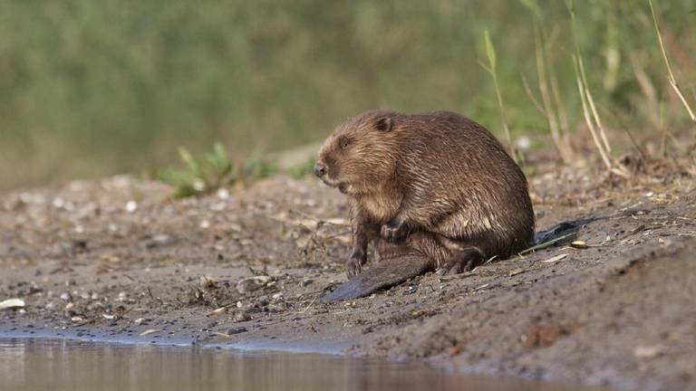 Een bever (foto: Mark Zekhuis).