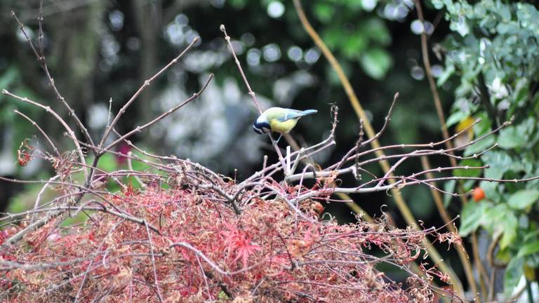 Vogels, zoals deze pimpelmees, zoeken op takjes en blaadjes naar voedsel (foto: Hetty Makke).