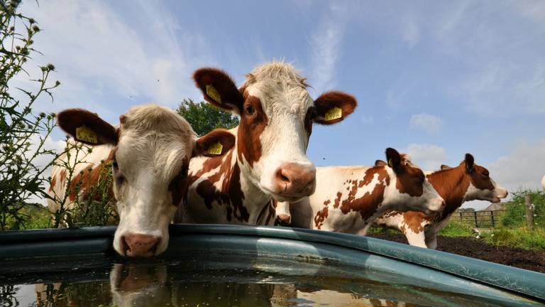 Koeien bij een waterbak (foto: Ben Saanen).