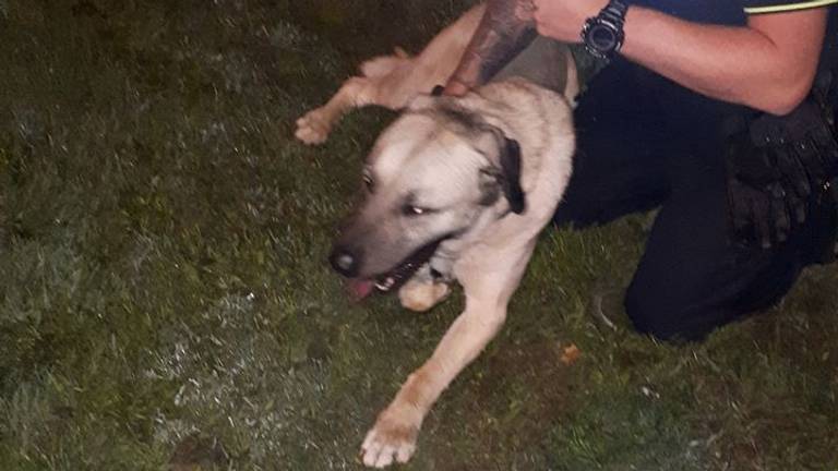 Deze Turkse herder maakte de Midden-Brabantweg onveilig. (Foto: Politie Waalwijk / Facebook)