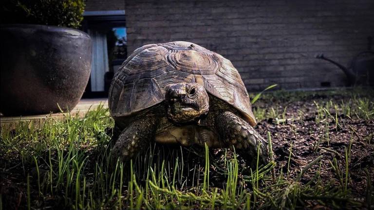 Schildpad Nana voordat ze de poort uitliep (foto: Letty van de Wal) 