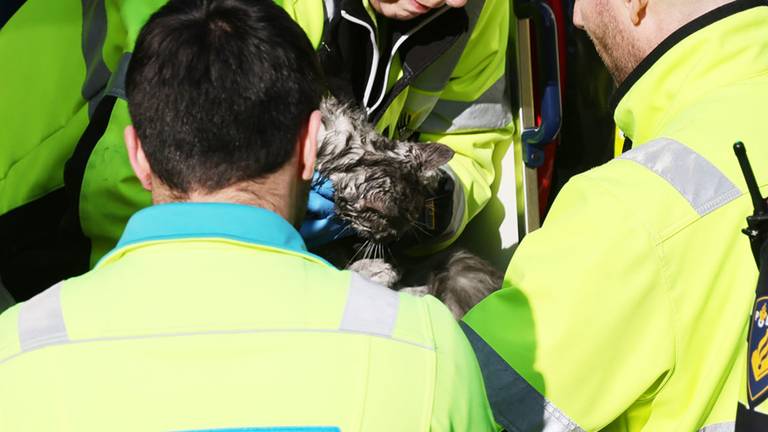 De kat is uiteindelijk door de dierenambulance meegenomen (foto: SQ Vision).