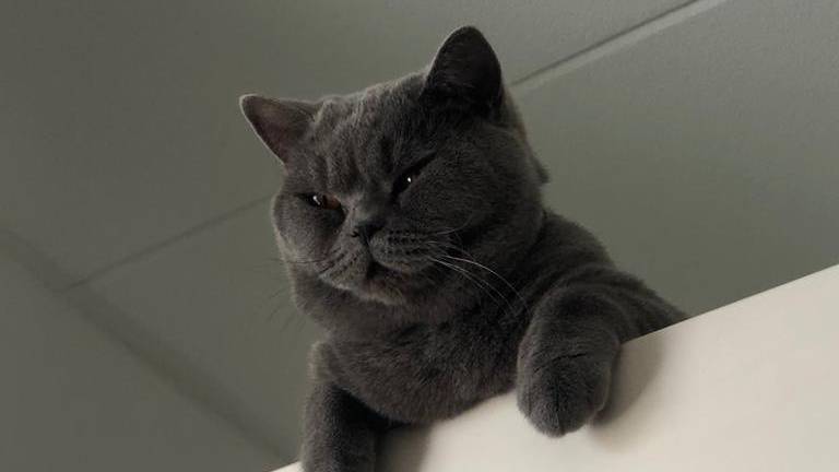 Kater Kas wordt dag en nacht gezocht. (Foto: Fatme Tasim)