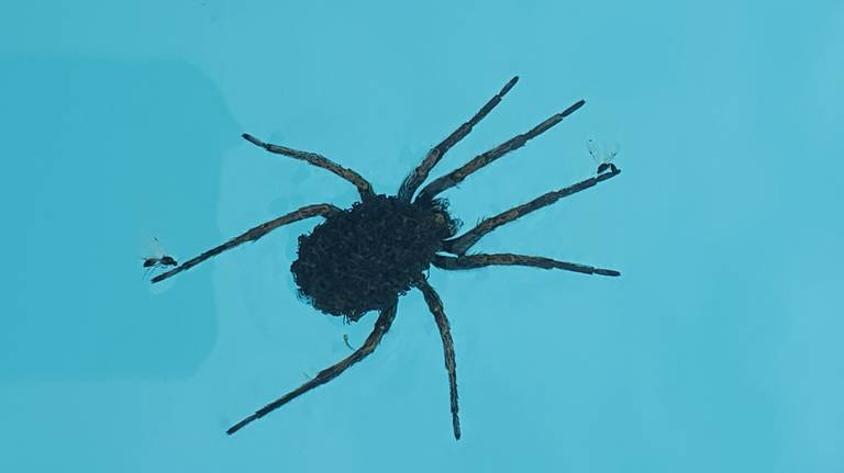 Vermoedelijk een tarantulaspin, de echte, met jonge spinnetjes op de rug in een Spaans zwembad (foto: Mark Bogers).