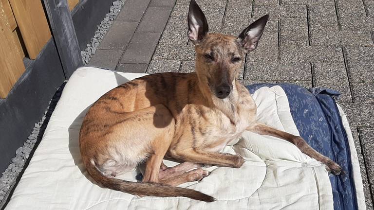 Voor Lady is 1500 euro uitgeloofd (foto: familie Netten).