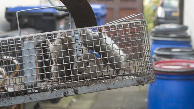 Ongediertebestrijders vrezen enorme rattenoverlast door gifverbod