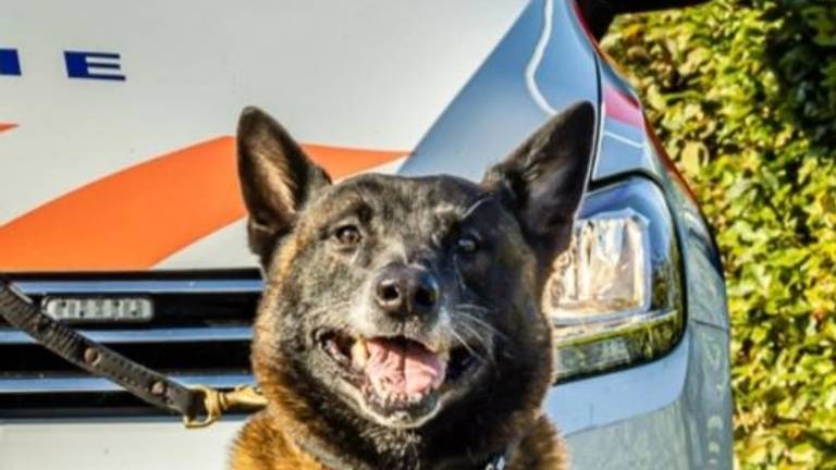 Politiehond Rudy (foto: Instagram politiehonden Zeeland-West-Brabant).